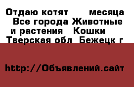 Отдаю котят. 1,5 месяца - Все города Животные и растения » Кошки   . Тверская обл.,Бежецк г.